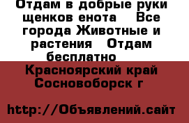 Отдам в добрые руки щенков енота. - Все города Животные и растения » Отдам бесплатно   . Красноярский край,Сосновоборск г.